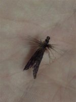 X materijal caddis.jpg