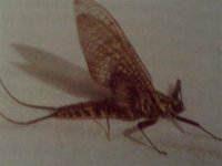 Epeorus assimilis fly.jpg
