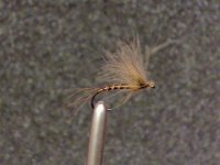 biots epeorus.jpg