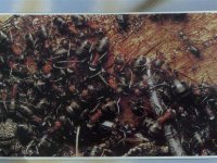 crveno-crni mravi.jpg