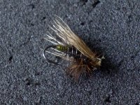 Caddis Female.jpg