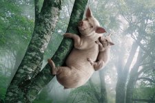 sumadijska_koala[1].JPG