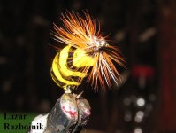 osa bambulica 2.jpg