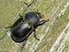 pentodon-idiota-a.jpg
