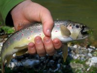 IMG_0011.JPG