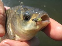 Carassius nymph.jpg