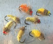 Carassius auratus flies.jpg