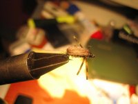 water boatman 003 (Medium).jpg