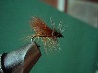 pp caddis (Small).jpg