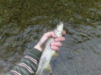 brown trout (Small).jpg