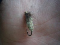 caddis larva (Small).jpg