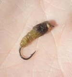 caddis larva II.jpg