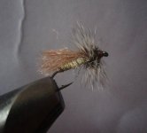 ryacophila caddis (Small).jpg