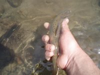 Picture 046_resize.jpg