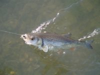 P5100018_resize.JPG