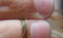 isperci (Small).jpg