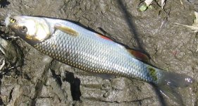IMG_7929.JPG