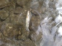 i danas 3 (Small).jpg