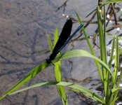 damselfly (Small).jpg