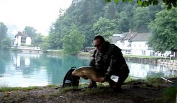 carp on fly.jpg
