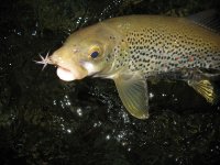 IMG_0362.jpg