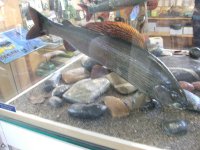 DSCF3913.JPG