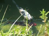 DSCF3930.JPG