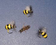Wasp bambula.jpg