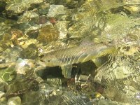 IMG_0009.JPG
