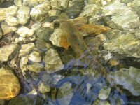 IMG_0010.JPG