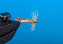 LightCaddis.JPG