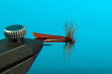 BrownCaddis.JPG