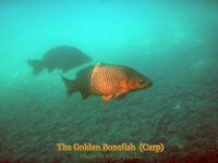 the golden bonefish.jpg