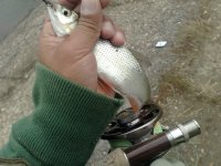 PROTFISH.jpg