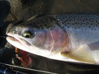 Smithers 2009 BC 120.jpg