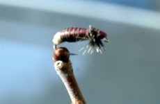 larva.jpg