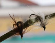 CDC fly 1.JPG