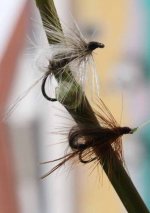 CDC fly 2.JPG