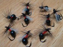 Forest ants.jpg