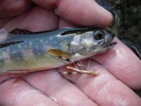 wild-brook-trout-caught-on-a-moffitt-green-drake-dry-fly1.jpg