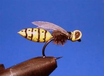 extended body wasp.jpg
