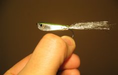 minnow on light.jpg
