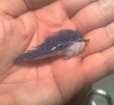 angel fish.jpg