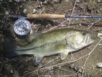 bass.jpg