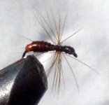 Cimet mrav 1.jpg