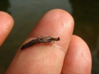 IMG_0005.JPG