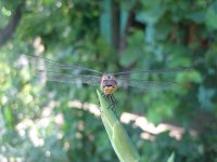 bamboo fly rod 008 (Medium).jpg