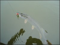 s2.jpg
